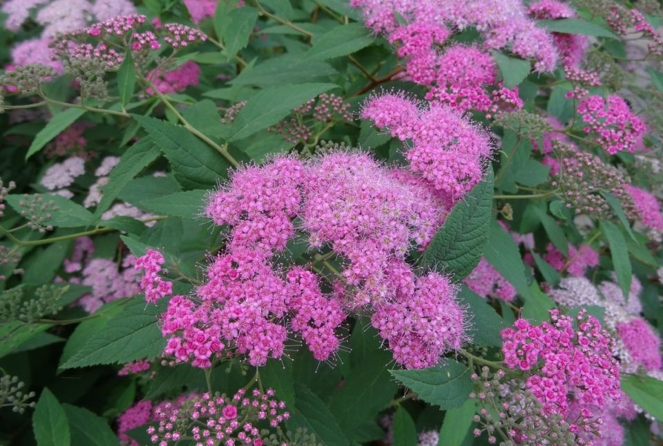 ������� ������ ������� ������: ��� ������� ���� ��������� � �������� ��������