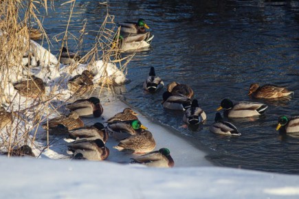 �������� ���������� �� ������ �� ������� ���������