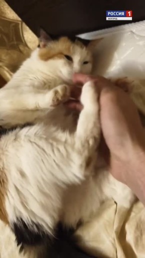 ���� ��������� ������ ����������� ����������� ��������, ������������� �������� � ������������ �� ������� ����������