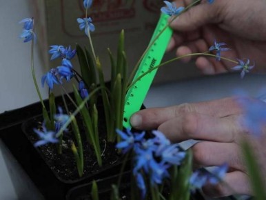 В БелГУ во время аномальных морозов зацвели пролески