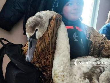 В Белгороде спасли лебедя-шипуна