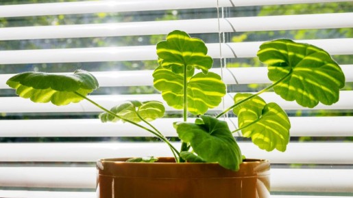 Пеларгония превратится в корявое чудовище: никогда так не делайте