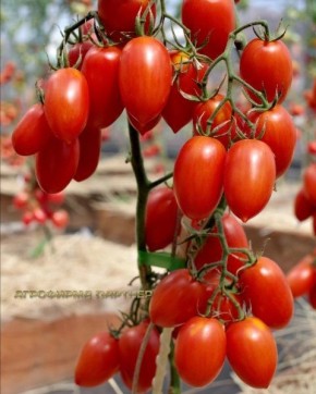 ������� ������ ���-����: ��������� ��� ����� ������� � ���������