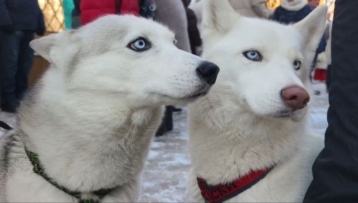 �������, 11 �������, ��� ��� ���������� ����������