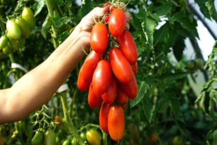 ����� ������� ����: ����� ������ ��� ������������ ���������