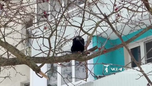 �����, 11 �������. � ��������� � 22 �������