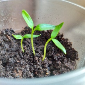 ��� ������������ ����� ���������� ����� � �������������: ��� ������� ������