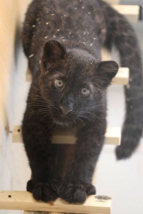 Не в феврале, а в марте скорее всего мы с вами увидим Багиру вживую