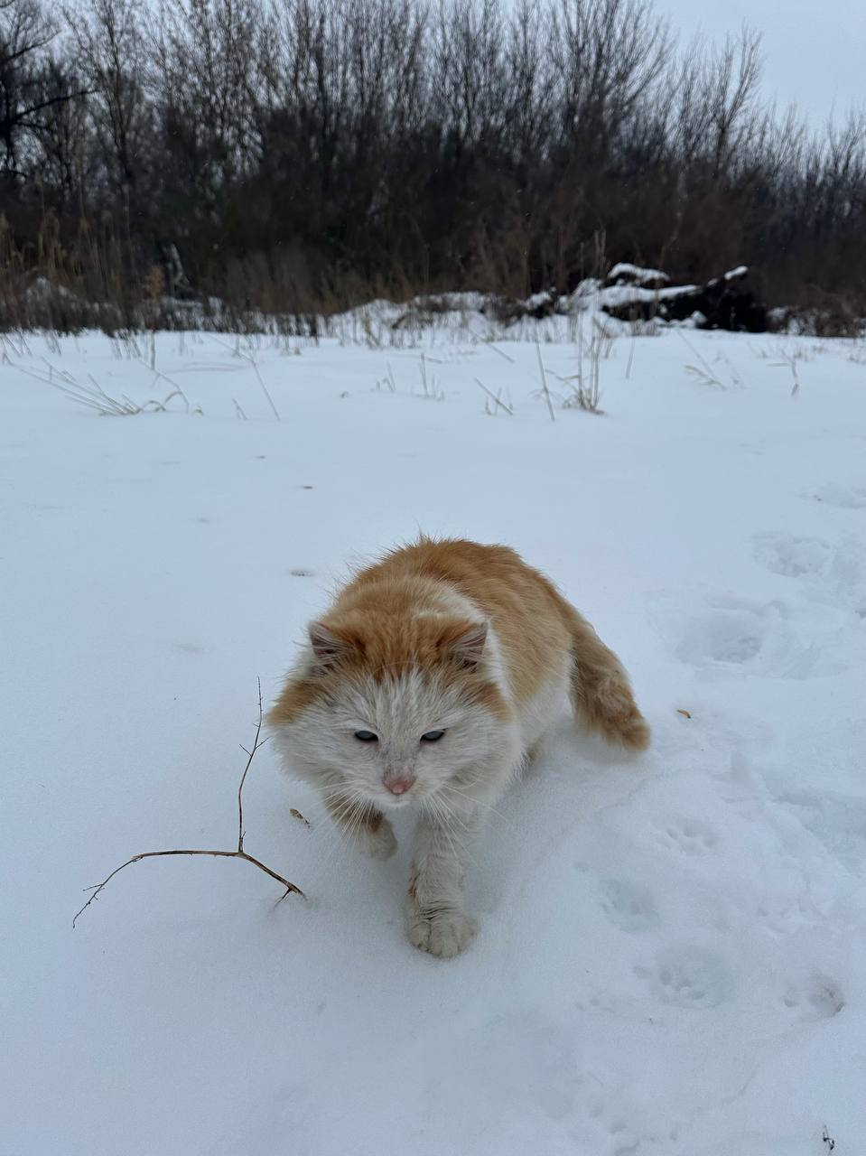 Пятница на «БелПрессе»!. А кто это к нам крадётся? Рыжий мохнатый красавец! А вместе с ним и долгожданные выходные Обещают, что они будут тёплые, а это значит, что можно выйти прогуляться одному или в приятной компании... Пятница на «БелПрессе»!. А кто это к нам крадётся? Рыжий мохнатый красавец! А вместе с ним и долгожданные выходные Обещают, что они будут тёплые, а это значит, что можно выйти прогуляться одному или в приятной компании...