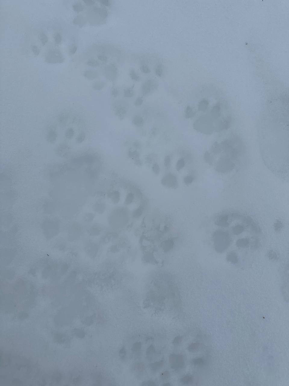 Пятница на «БелПрессе»!. А кто это к нам крадётся? Рыжий мохнатый красавец! А вместе с ним и долгожданные выходные Обещают, что они будут тёплые, а это значит, что можно выйти прогуляться одному или в приятной компании... Пятница на «БелПрессе»!. А кто это к нам крадётся? Рыжий мохнатый красавец! А вместе с ним и долгожданные выходные Обещают, что они будут тёплые, а это значит, что можно выйти прогуляться одному или в приятной компании...