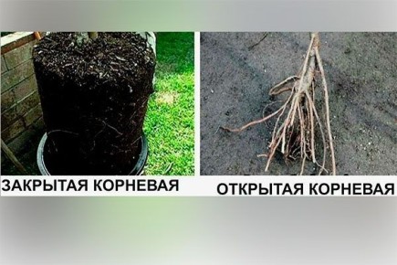 ��� ������� ��������� ������� ������: �������� ��������