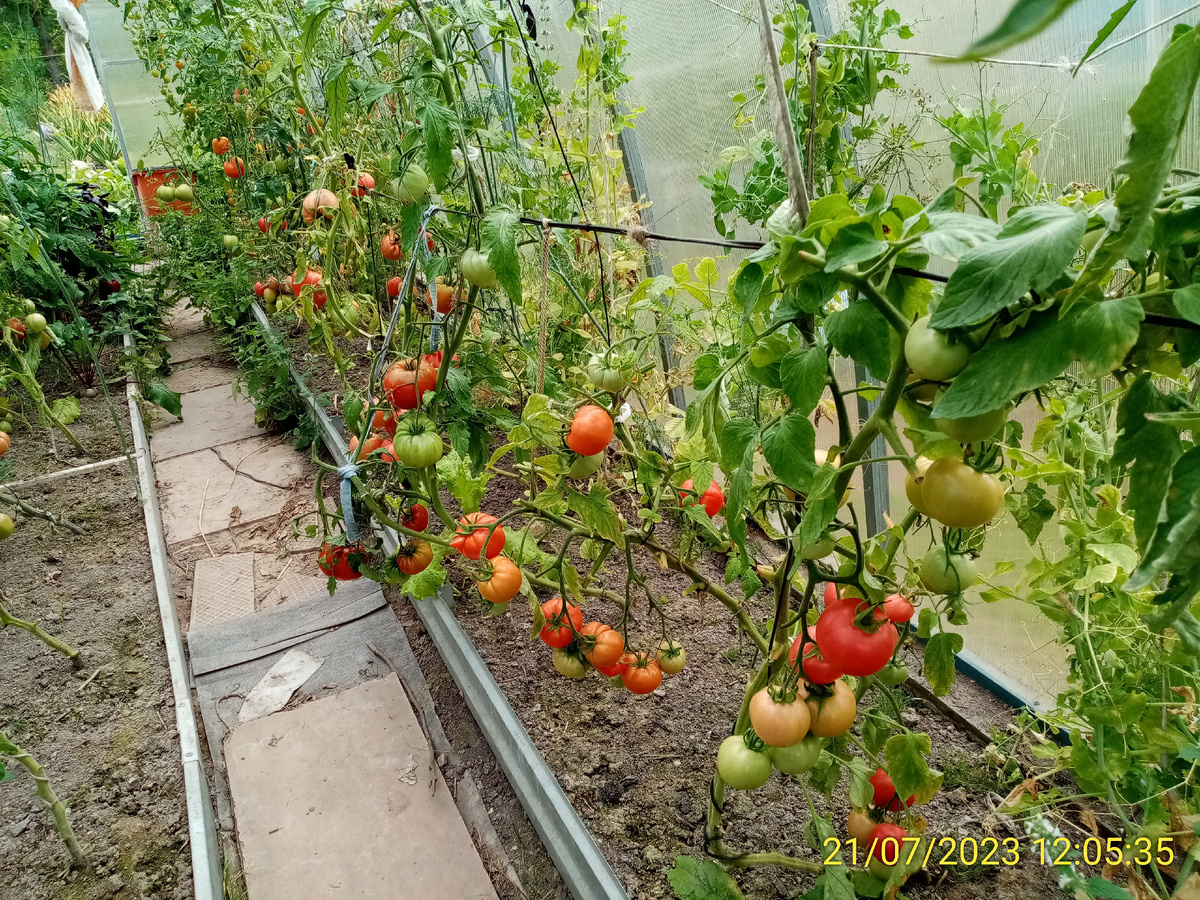 Как высаживать томаты: советы для успешной адаптации на дачной грядке