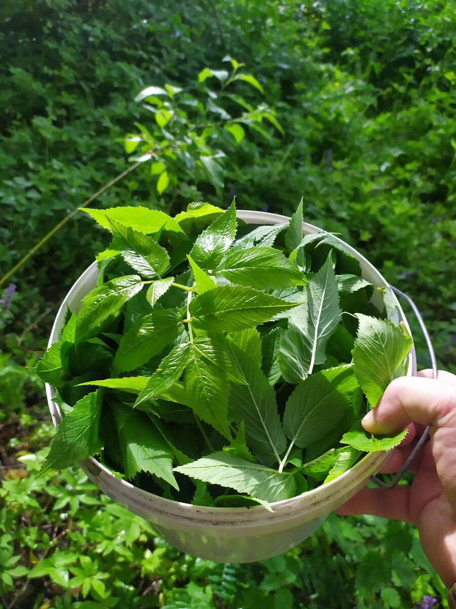 Печенье со снытью: Удивительное сочетание вкуса и здоровья