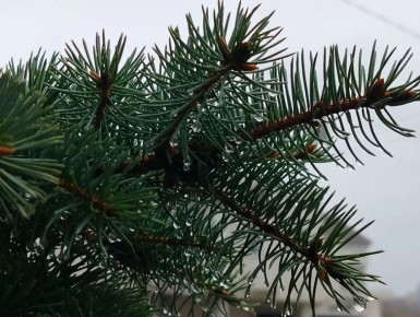 �������, 14 �������, ����� �������