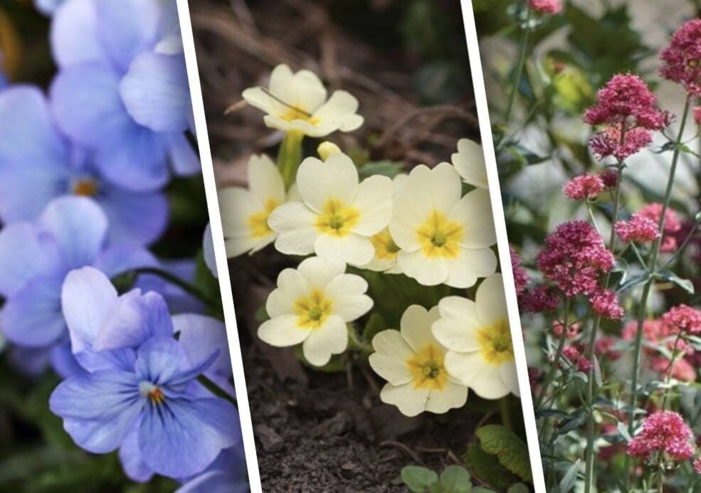 Многолетние растения, подарящие невероятное цветение в первый год