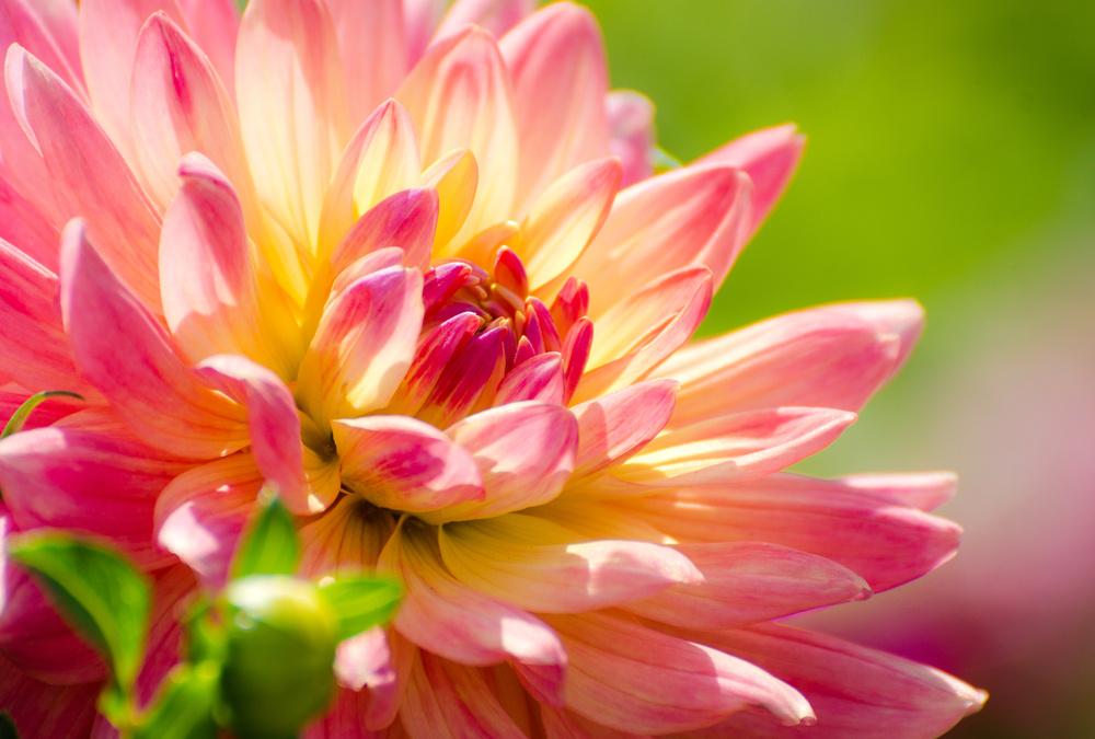 Как выкопать и сохранить клубни георгинов: 5 простых шагов, которые реально работают