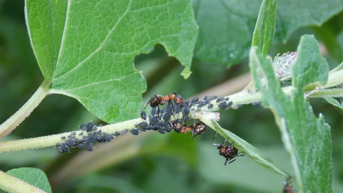 Как победить тлю: проверенные методы борьбы на даче