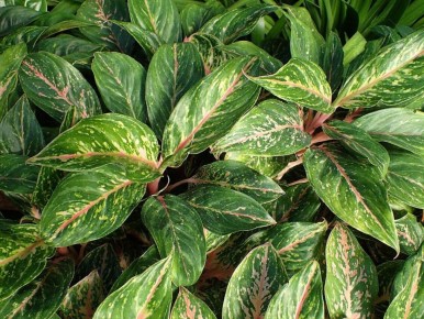 Китайский вечнозелёный: идеальный друг для дома и сада