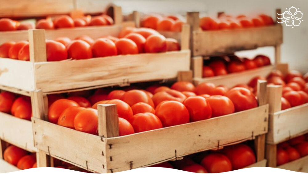 Как вырастить томаты, которые хранятся до полугода – секреты от дачников