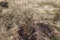 Секреты успешного ухода за смородиной осенью