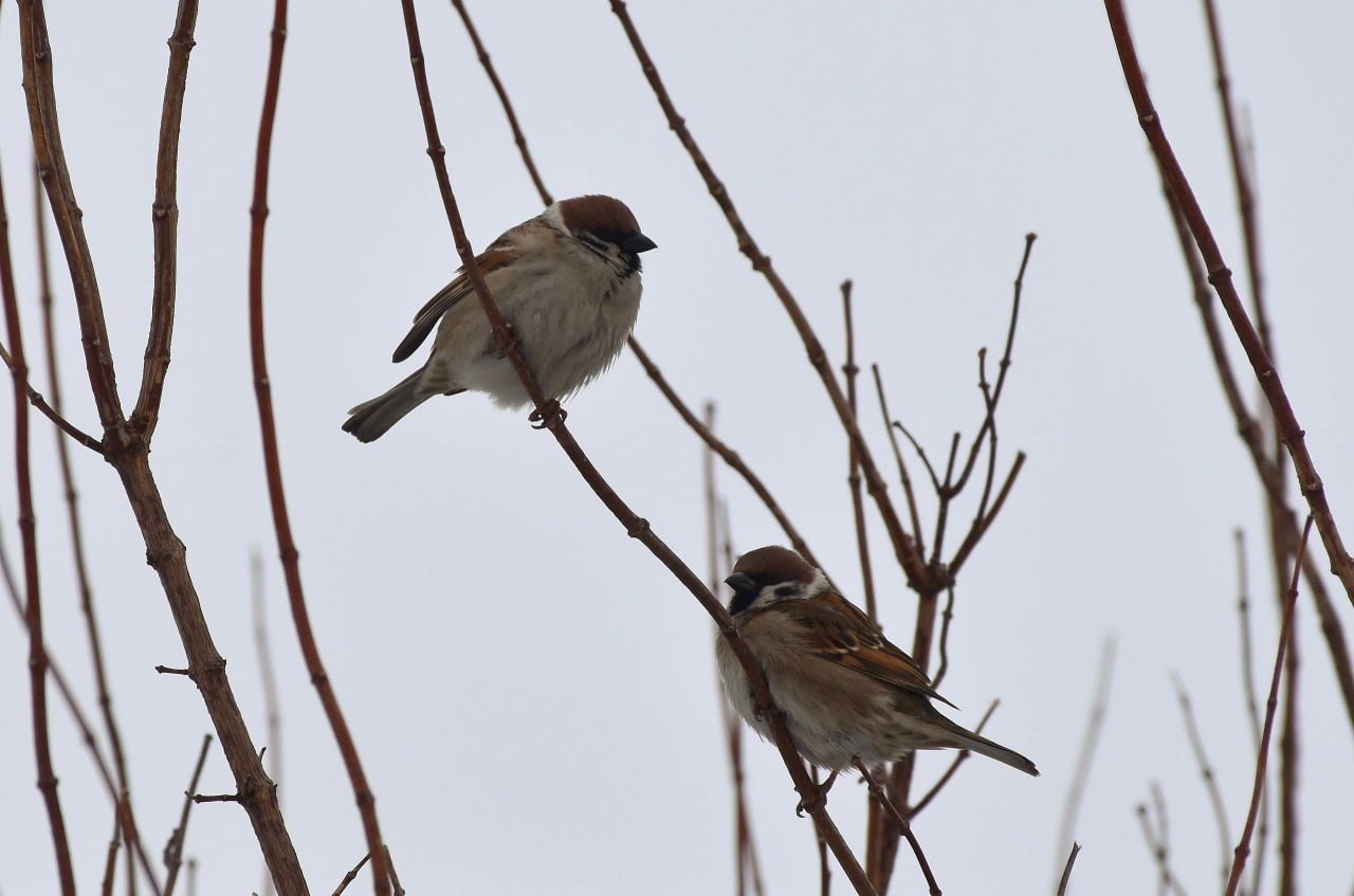 Воробьи под прицелом: В Белгородской области пересчитали пернатых соседей Воробьи под прицелом: В Белгородской области пересчитали пернатых соседей