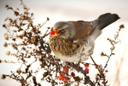 ������ ����!. �������, 21 �������, ����, ��� �������