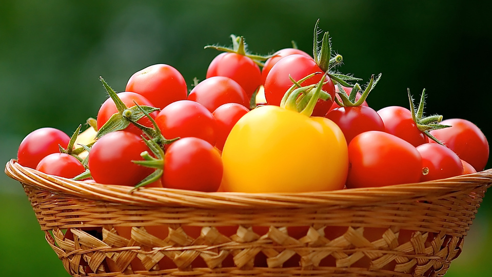 Как собрать 15 кг помидоров с балкона: три секрета успешного урожая