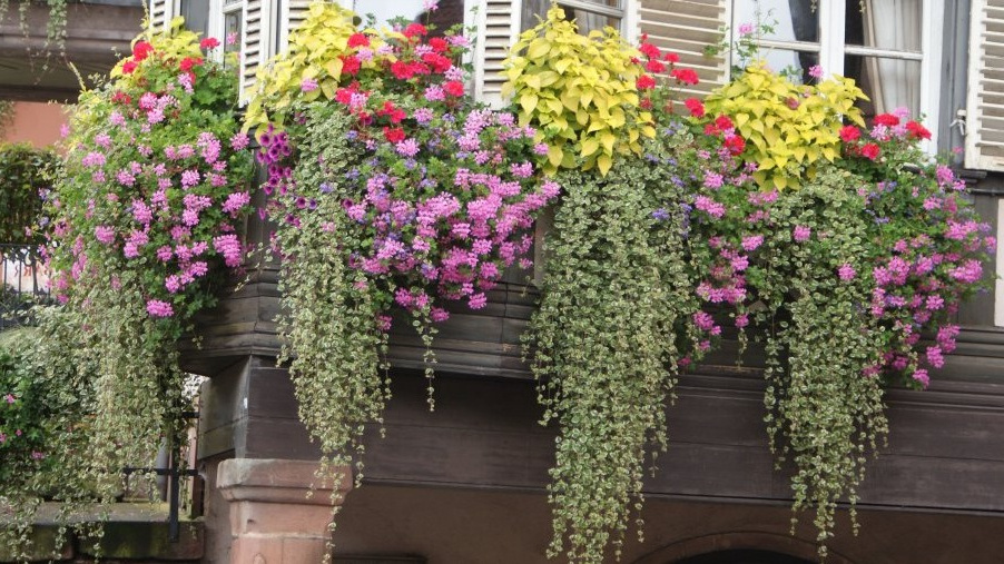 Как создать цветущий водопад на балконе: секреты ампельных цветов