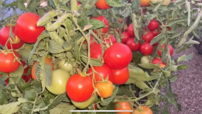 Плодотворный старт сезона: Почему томат Пародист - ваш идеальный выбор