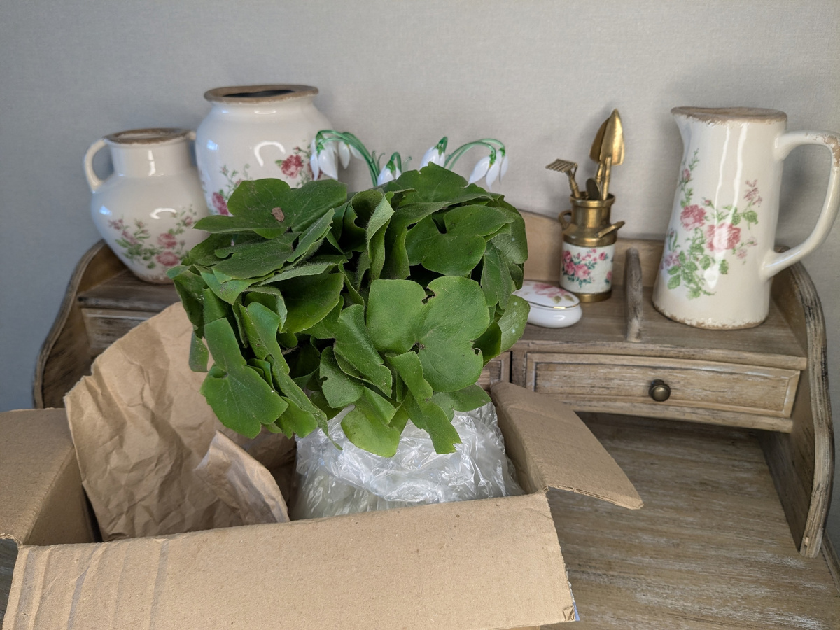 Как подарок от подписчицы вдохновил на новые посадки в саду