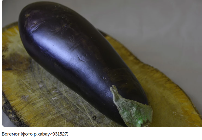 Лучшие баклажаны для средней полосы России: выбираем урожайные сорта