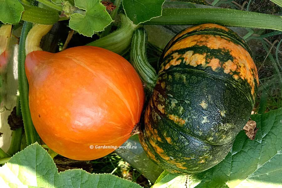 Когда убирать тыкву: полезные советы для дачников