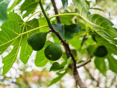 ��� ������������ ������� ����� �������� ��� ���: ������ ��� ���������