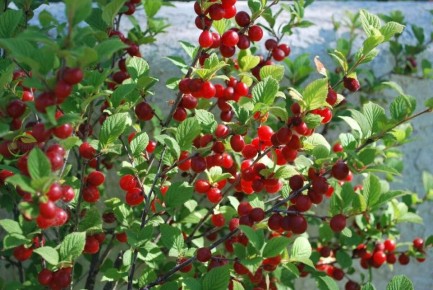 ��� ���������� ��������� ����� ��������