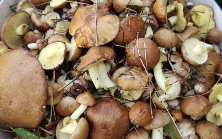 Как эффективно отмыть руки после сбора маслят