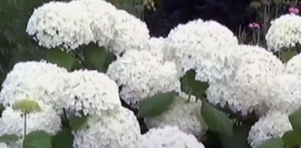 ��� ������� ��� �������� ��� ����: ������ ���������� ��� ������ �������