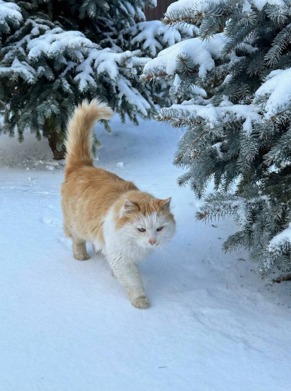 Доброе утро, белгородцы!. Наступил заключительный зимний вторник