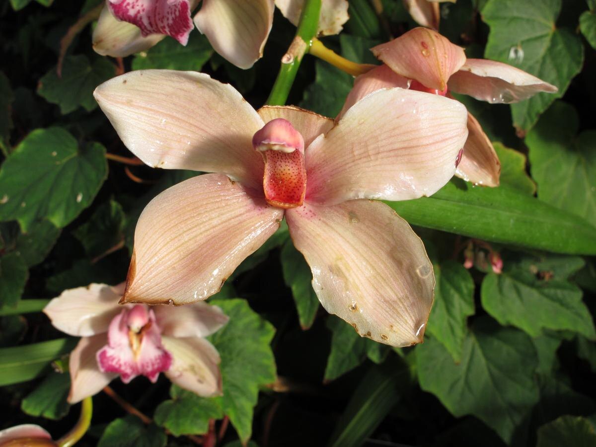 Как подобрать идеальный грунт для орхидей: секреты успешного роста