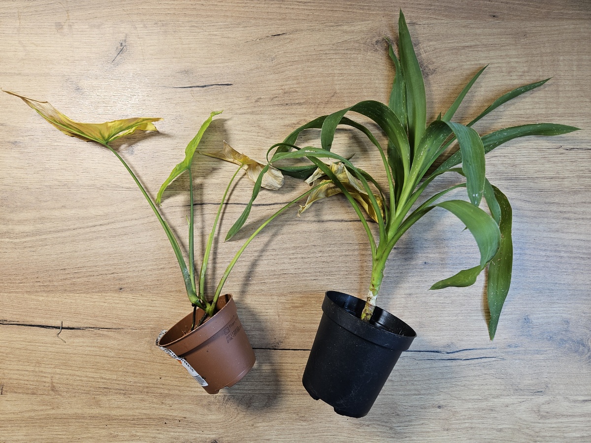 Как восстановить ненужные растения и подарить красоту