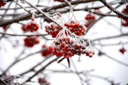 ������ ����, ��������!. 25 ������� ����� ��������, ������ ����