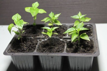 Когда и как пикировать рассаду перца: практическое руководство