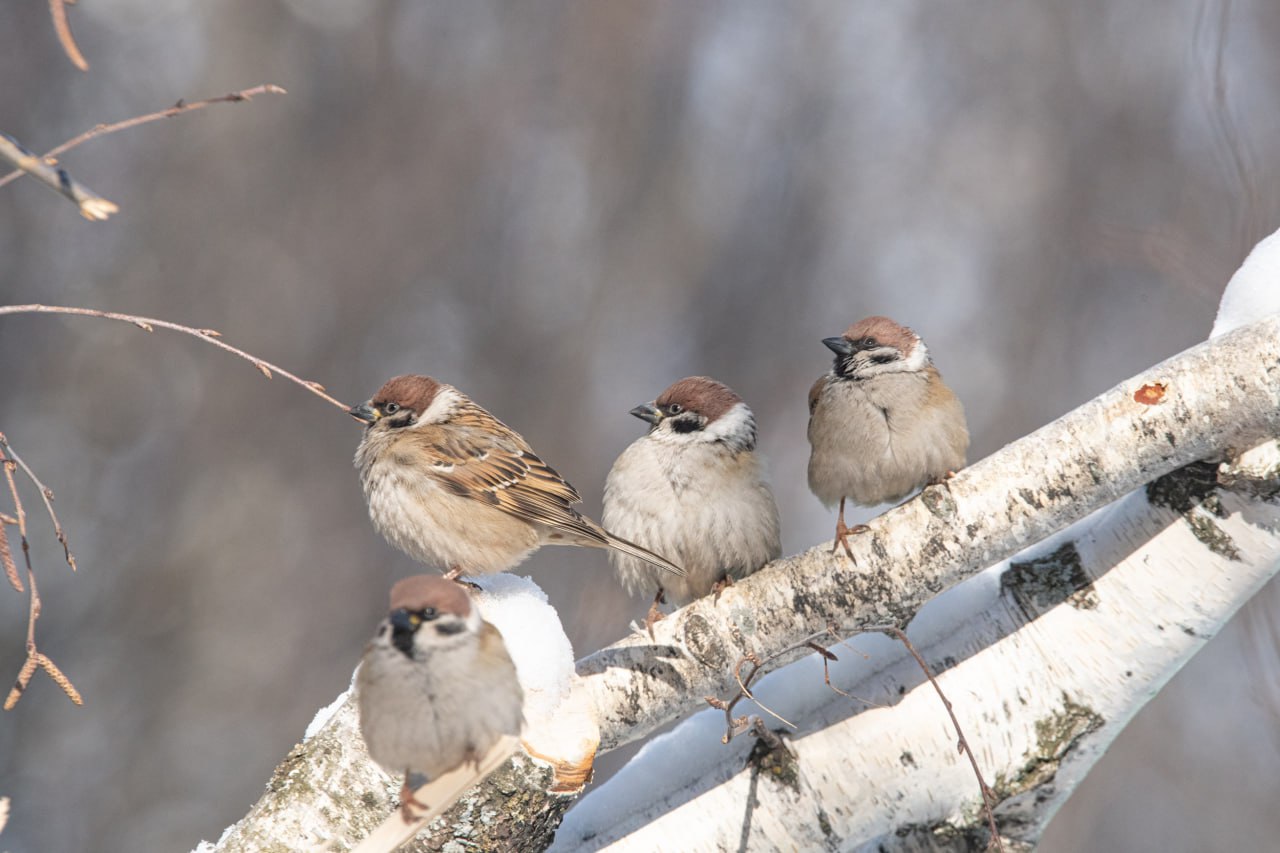 О чём поют воробушки. В последний день зимы? – О чём поют воробушки. В последний день зимы? –