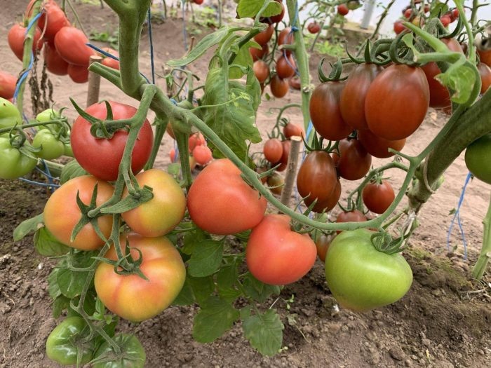 Томат Чайная роза: красота и высокая урожайность в одном флаконе