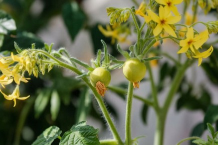 ��� �������� �������� ������� �������: ������ �� ��������� �� ����� ��������