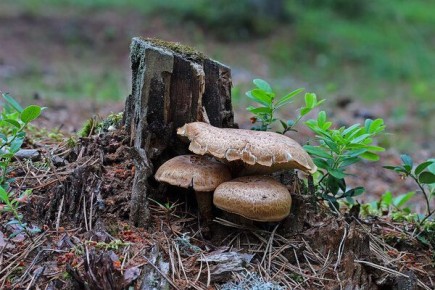 �������: ��� �������� ����� ��������� ������ �� ����� ����