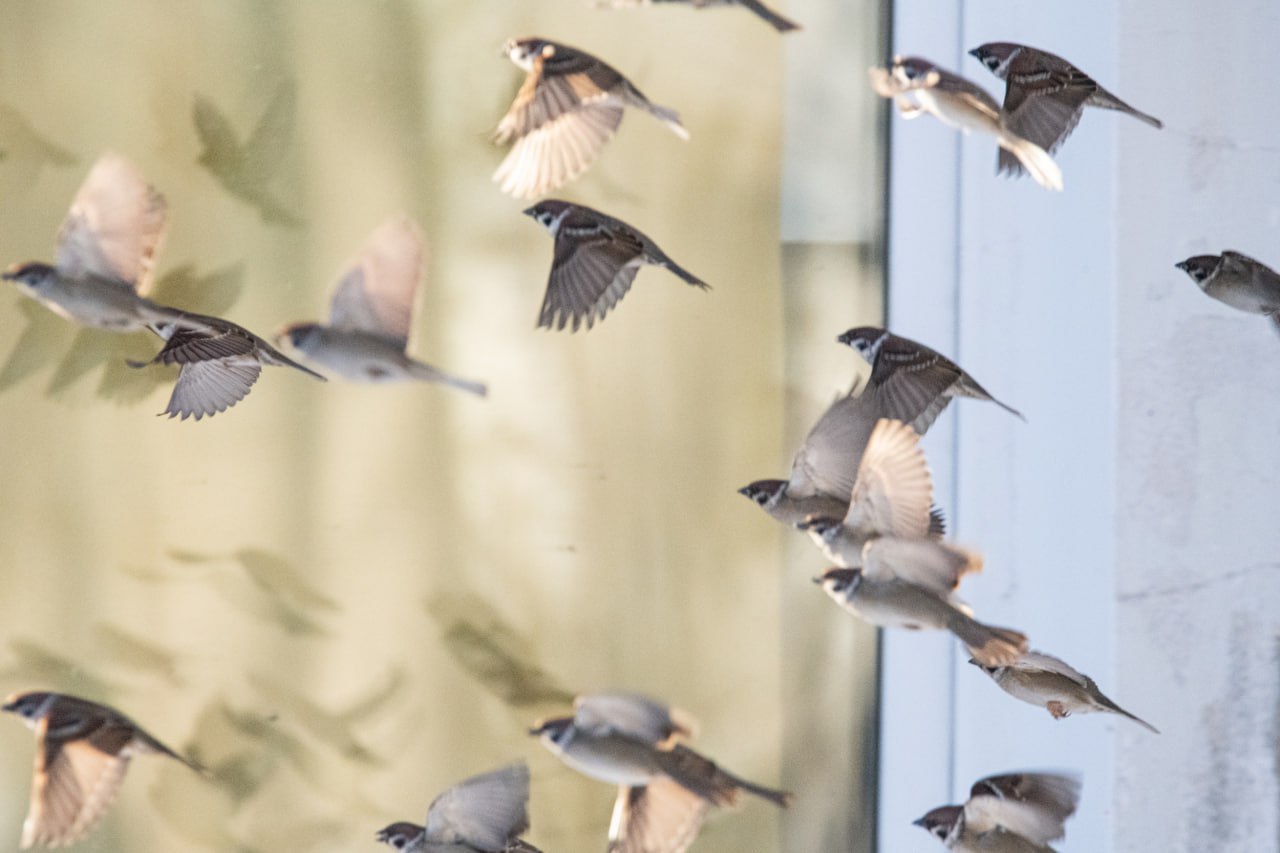 О чём поют воробушки. В последний день зимы? – О чём поют воробушки. В последний день зимы? –