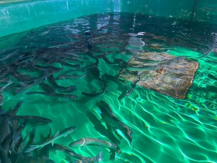 Арктическая рыба с рекордным содержанием омега-3: успехи сибирских ученых