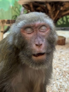 Тем временем красотуля-Ритуля из Белгородского зоопарка пытается проснуться вместе с нами