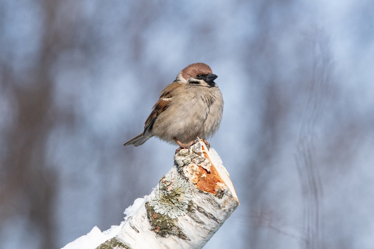 О чём поют воробушки. В последний день зимы? –