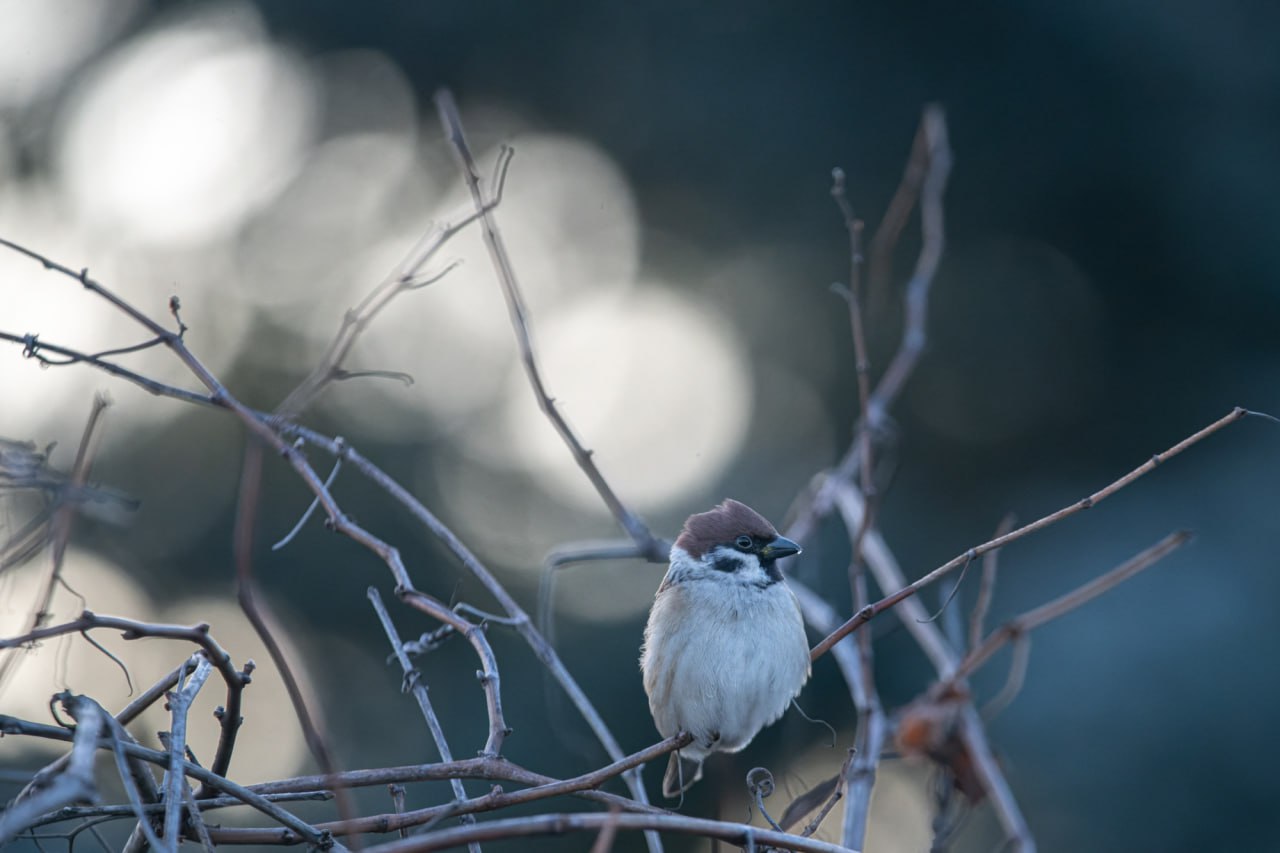 О чём поют воробушки. В последний день зимы? – О чём поют воробушки. В последний день зимы? –